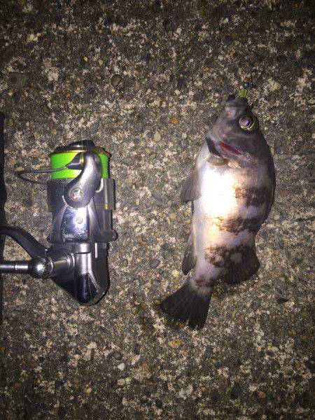 ライトゲーム釣行